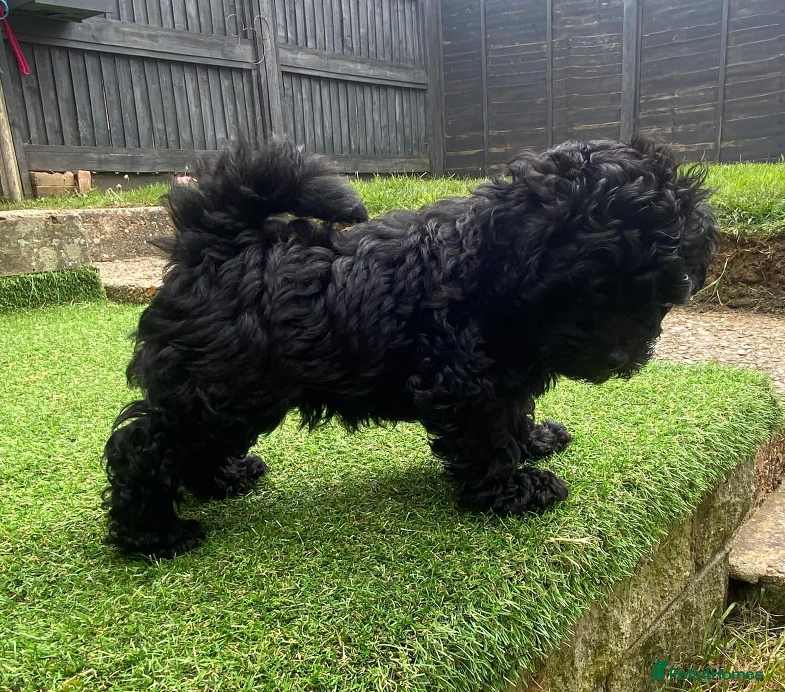 Pomapoo dogs Pomapoo puppies - Advert 2