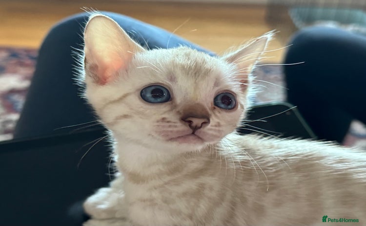 Bengal cats - Advert 15