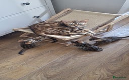 Bengal cats for sale: Last one😍Pure Bengal kittens❤️Ready to go😍 - Image 40