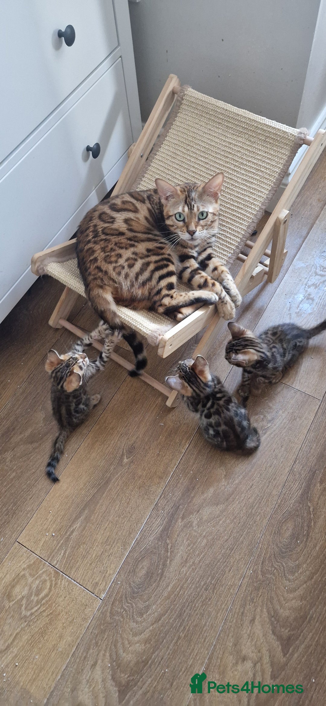 Bengal cats for sale: Last one😍Pure Bengal kittens❤️Ready to go😍 - Image 40
