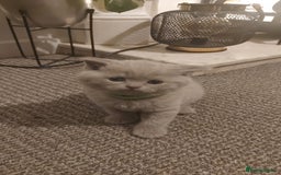 British Shorthair cats for sale: STUNNING BSH LILAC KITTENS 3 MALES/1 FEMALE  - Advert 17