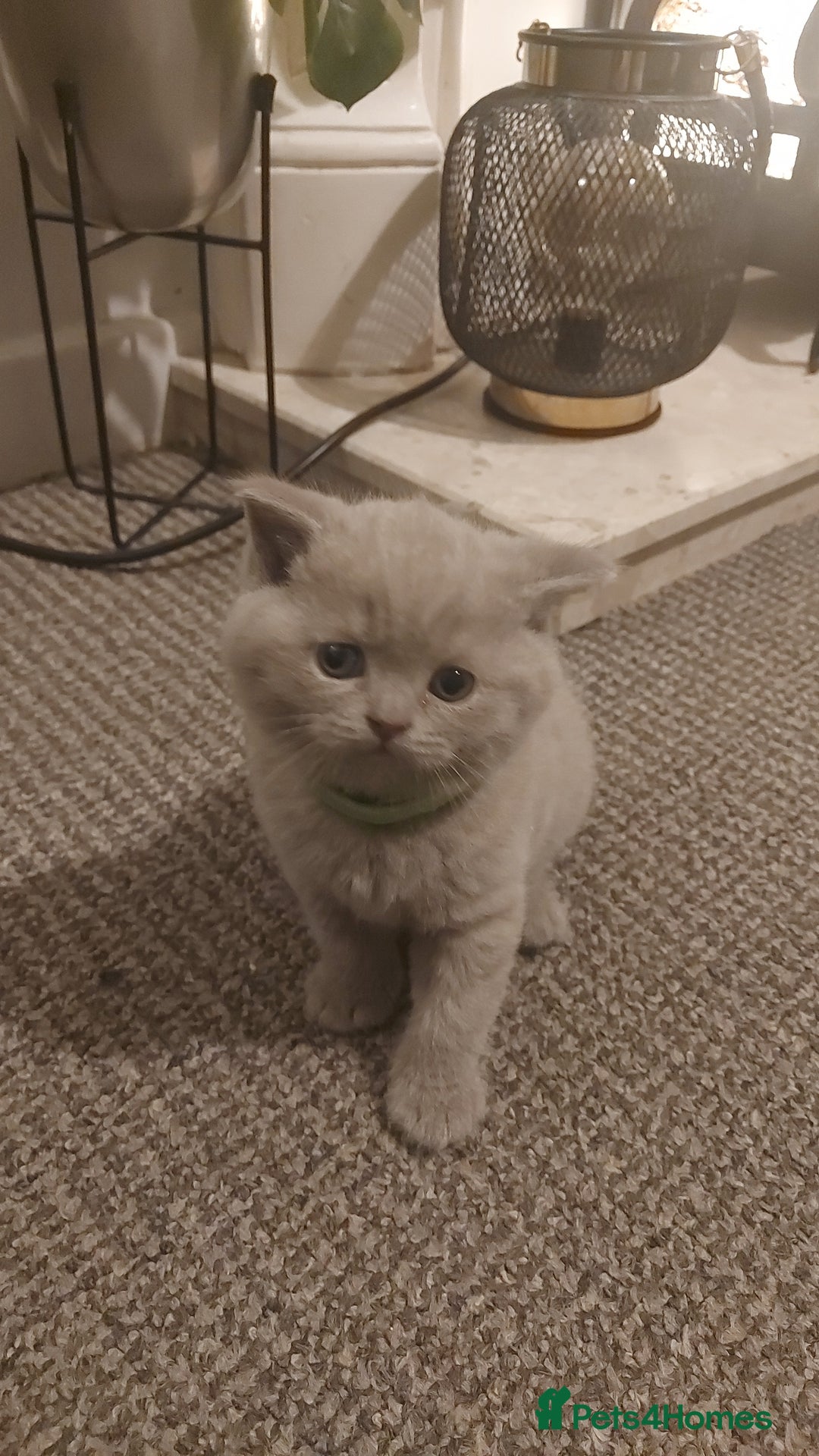 British Shorthair cats for sale: STUNNING BSH LILAC KITTENS 3 MALES/1 FEMALE  - Advert 17