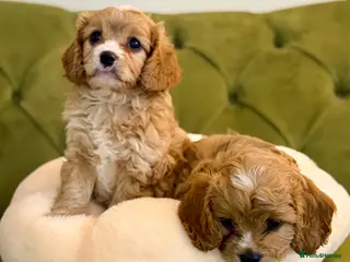 Cavapoo dogs Gorgeous Cavapoo F1 puppies (ONE AVAILABLE) - Advert 3