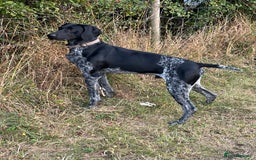 German Shorthaired Pointer dogs for stud: KC Reg German Shorthair Pointer for Stud in Bridlington - Image 14