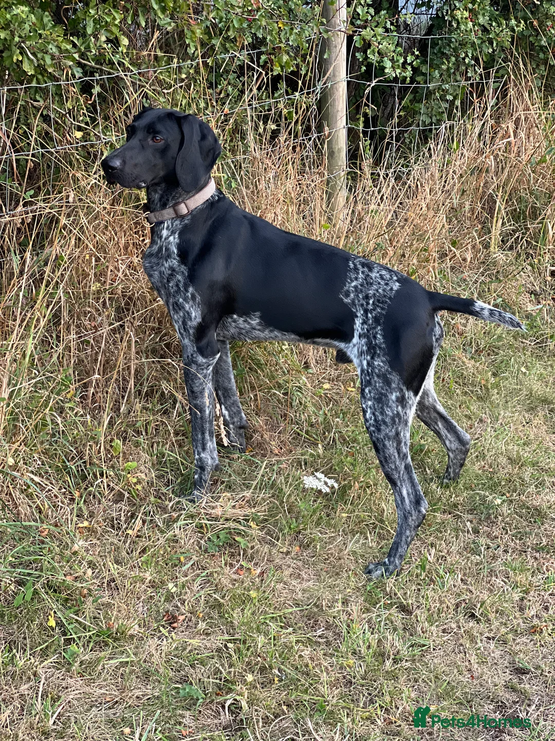 German Shorthaired Pointer dogs for stud: KC Reg German Shorthair Pointer for Stud in Bridlington - Advert 14