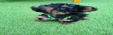 Yorkiepoo 3