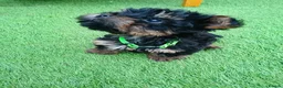 Yorkiepoo dogs for sale: Yorkepoo Male and Female very miniature breed - Advert 11