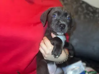 Cane Corso dogs Ready now 2 remaining cane corso pups 🐶 - Advert 9