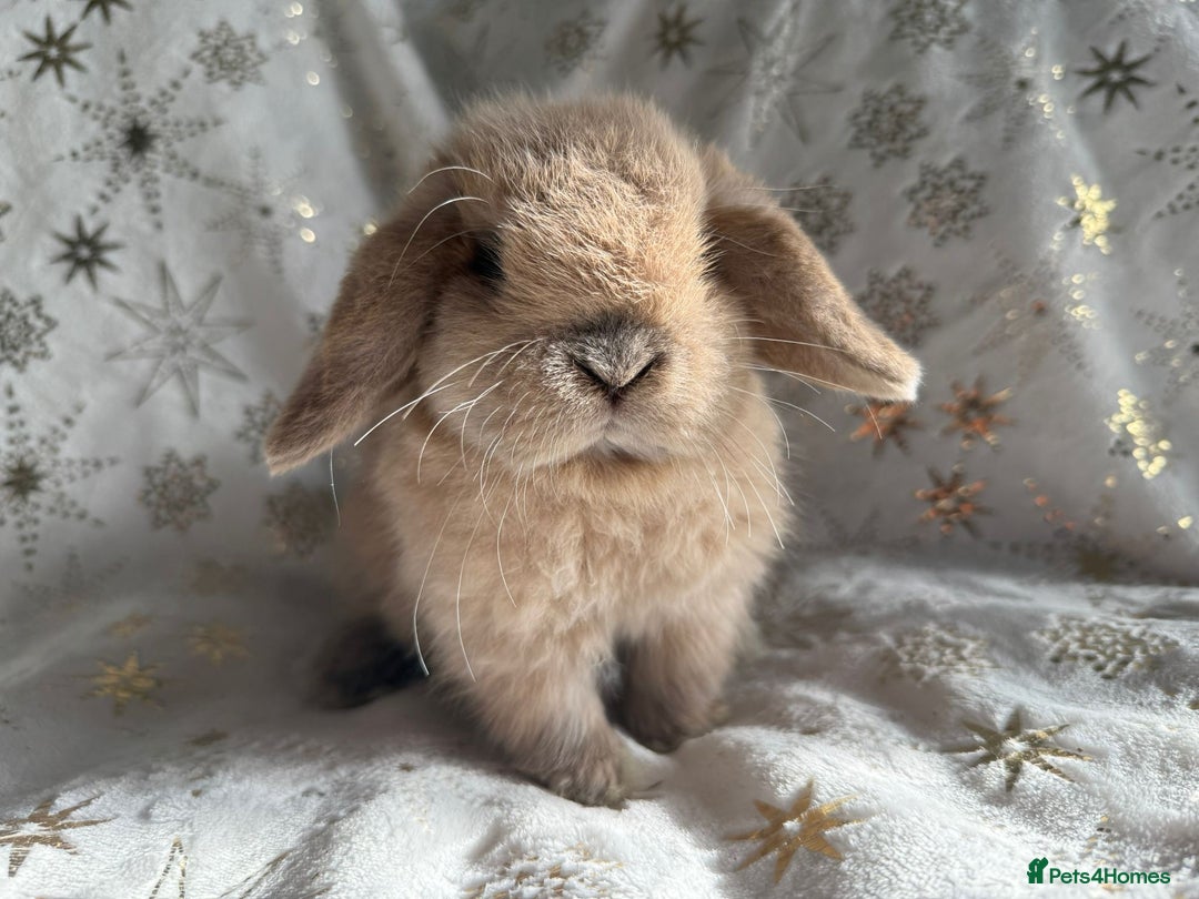 Mini Lop rabbits for sale: Mini Lops Ready Now - Advert 3