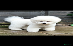 Bichon Frise dogs for sale: ✨ Bichon Frisé Puppies from Champion Bloodlines ✨ - Image 8