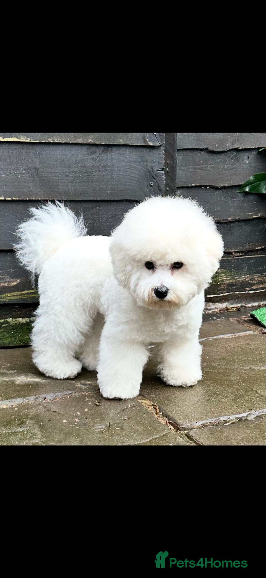 Bichon Frise dogs for sale: ✨ Bichon Frisé Puppies from Champion Bloodlines ✨ - Image 8