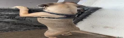 Cane Corso dogs for sale: 2 Cane Corsos (rehomed to same home) - Advert 8