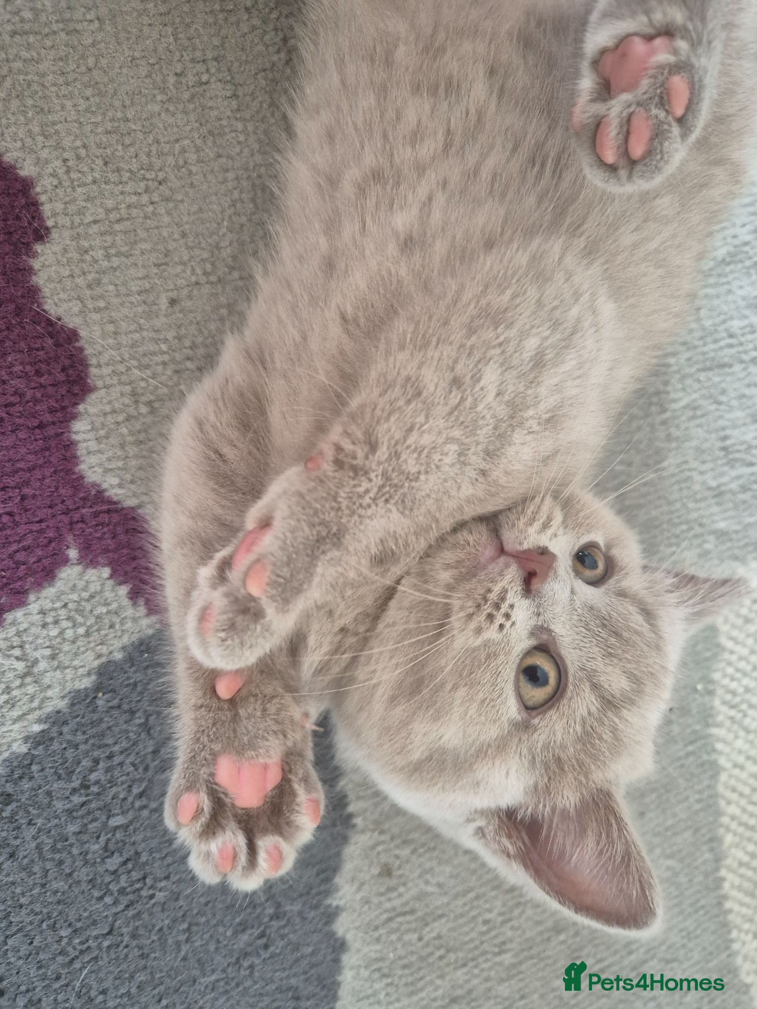 British Shorthair cats British shorthair kittens  - Advert 2