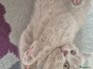 British Shorthair cats British shorthair kittens - Advert 2