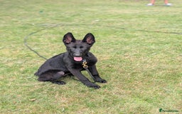 German Shepherd dogs for sale: German Shepherd puppies  in Scunthorpe - Image 6