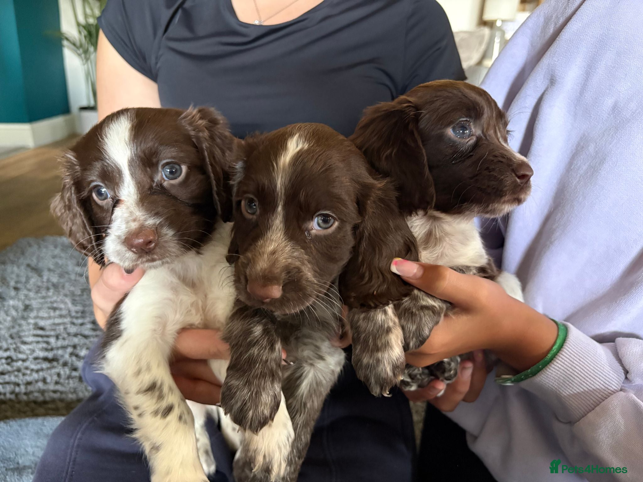 Sprocker dogs Sprocker Puppies! 🐾 - Advert 1
