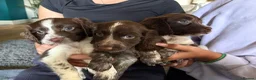 Sprocker dogs for sale: Sprocker Puppies! 🐾 - Advert 1