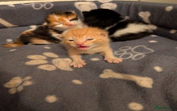 Mixed Breed cats for sale: Kittens for sale  - Image 2