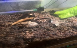 Frog reptiles for sale: Male Pac man frog for sale - Image 3