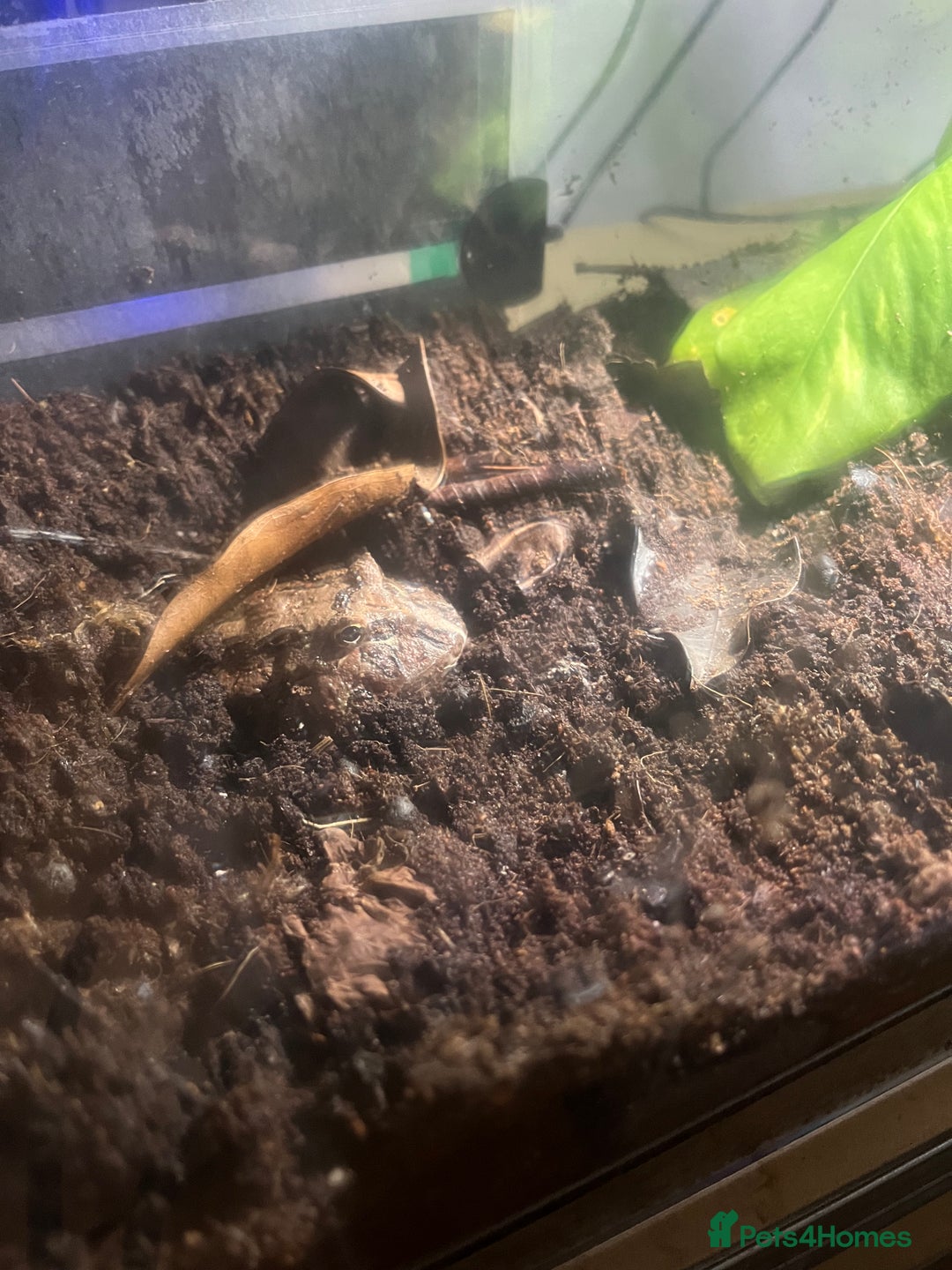 Frog reptiles for sale: Male Pac man frog for sale - Image 3
