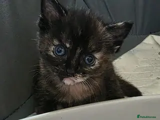 Mixed Breed cats Maincoon x British short hair - Advert 3