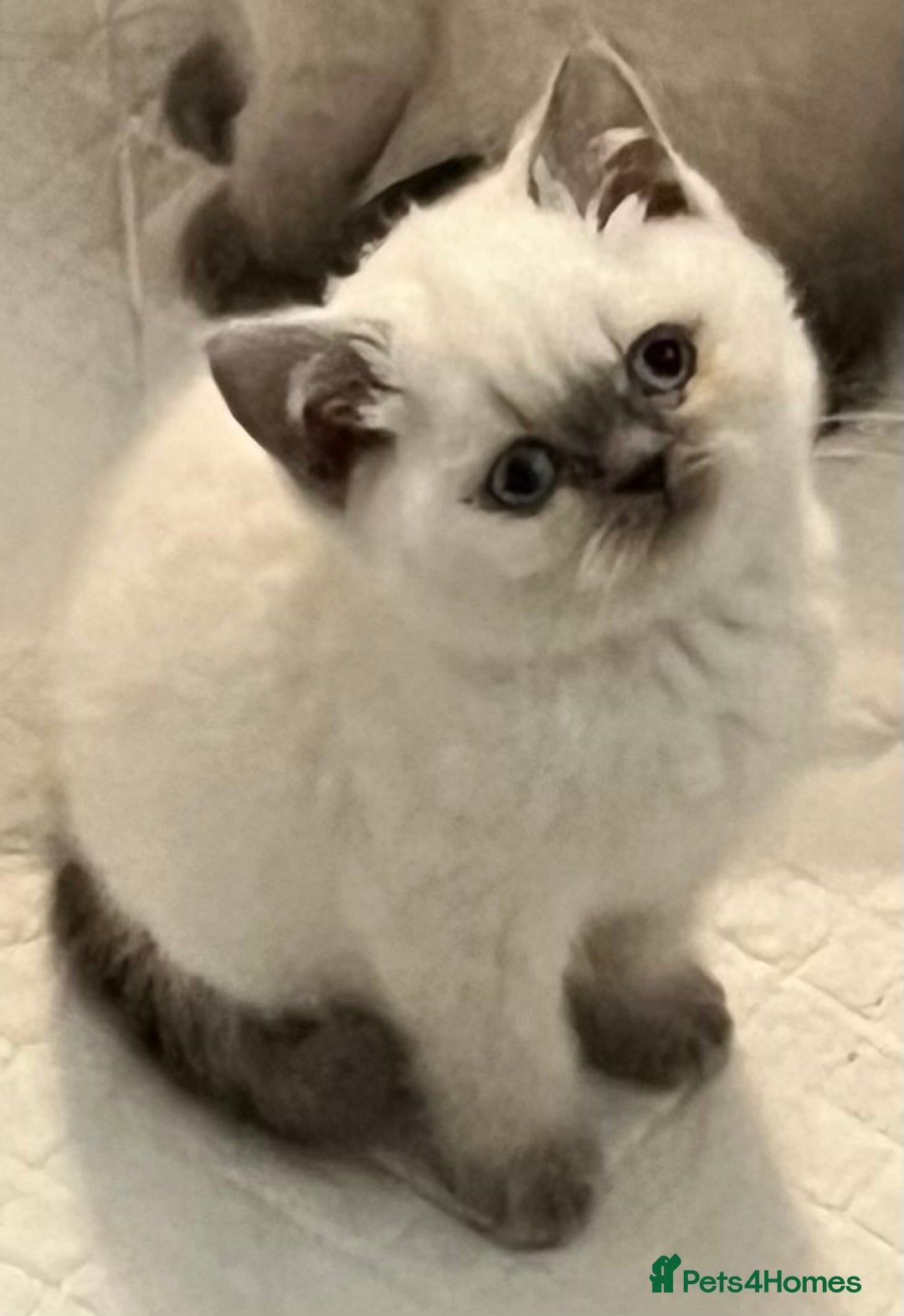 British Shorthair cats for sale: Stunning British Shorthaired Kittens  - Advert 3