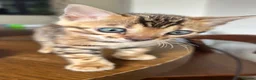 Bengal cats for sale: Stunning TICA Registered Bengal Boy  - Advert 3