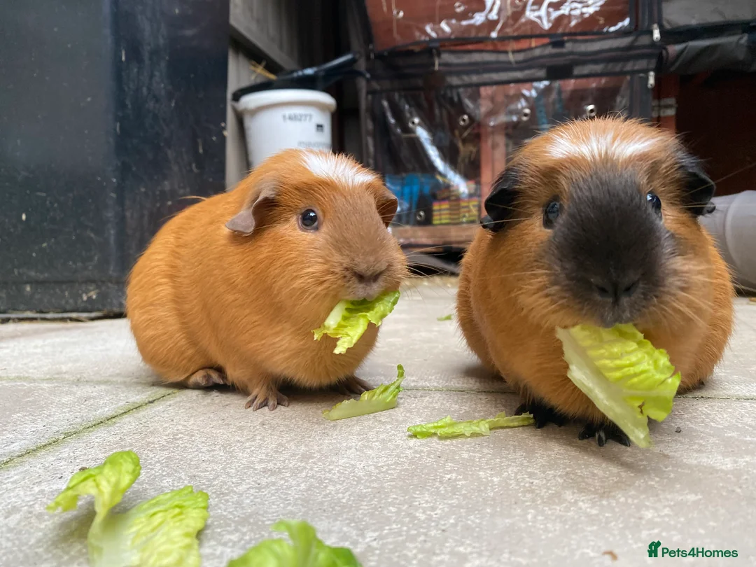 Guinea Pig rodents for sale: Two female Guinea pigs looking for new home  in Redruth - Advert 1