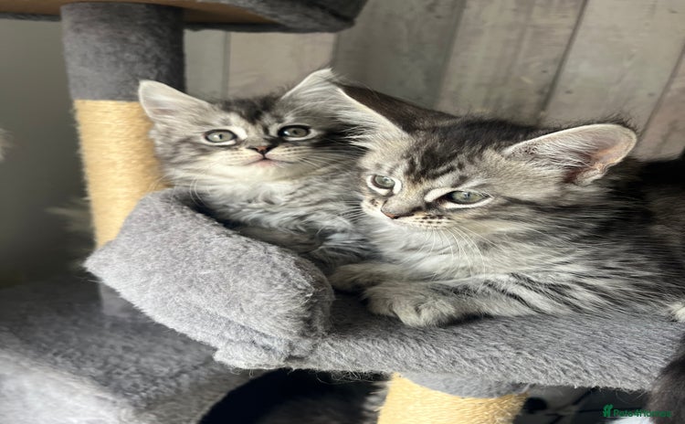 Maine Coon cats - Advert 5