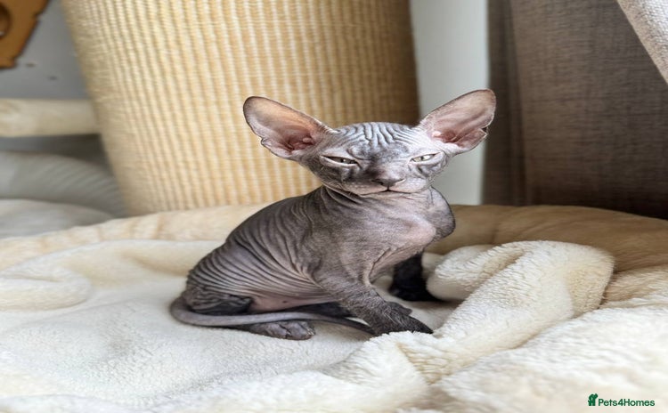 Sphynx cats - Advert 1