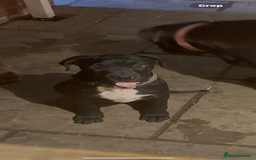 Cane Corso dogs for sale: 4-Month-Old Female Cane Corso Puppy for Sale - Image 3