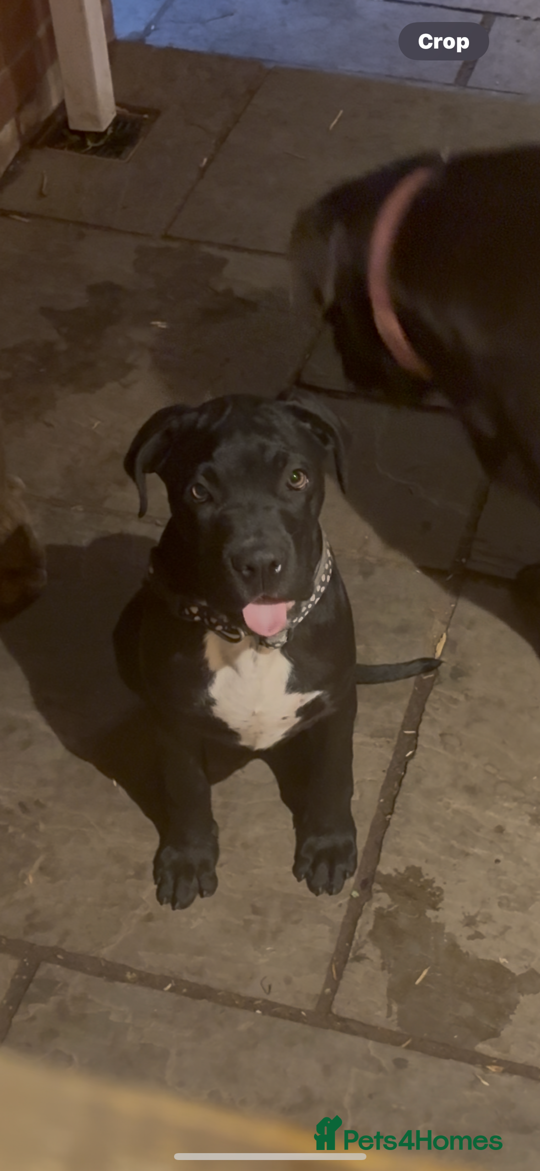 Cane Corso dogs for sale: 4-Month-Old Female Cane Corso Puppy for Sale - Image 3