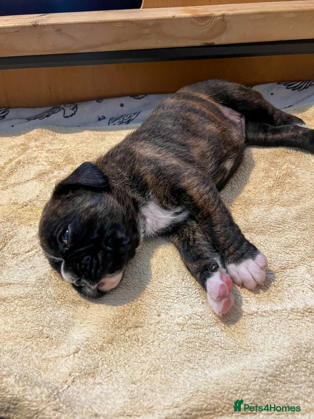 Boxer dogs for sale: Rare Beautiful KC registered puppies for sale  - Advert 5