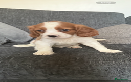 Cavalier King Charles Spaniel dogs for sale: Ready now Kennel club dna  clear cavalier puppies  - Image 17