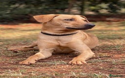 Mixed Breed dogs for adoption: Burton is looking for a home - Image 2