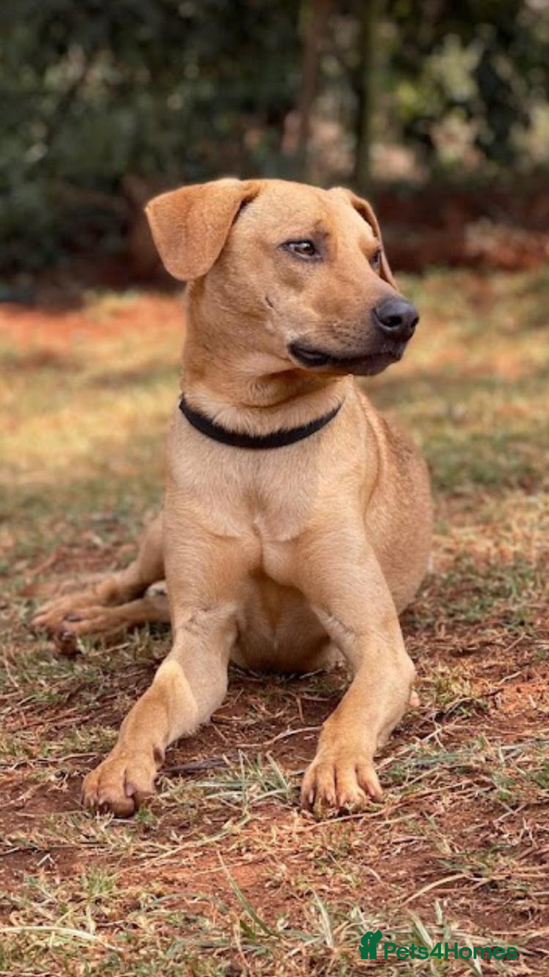Mixed Breed dogs for adoption: Burton is looking for a home - Image 2