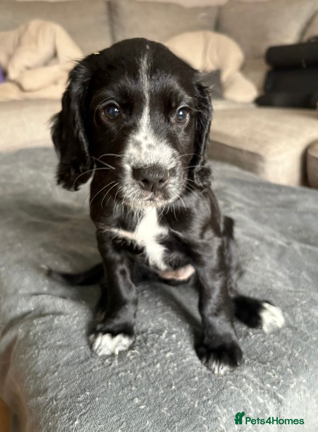 Cocker Spaniel dogs for sale: KC Registered Working Cocker Spaniel puppies - Image 3