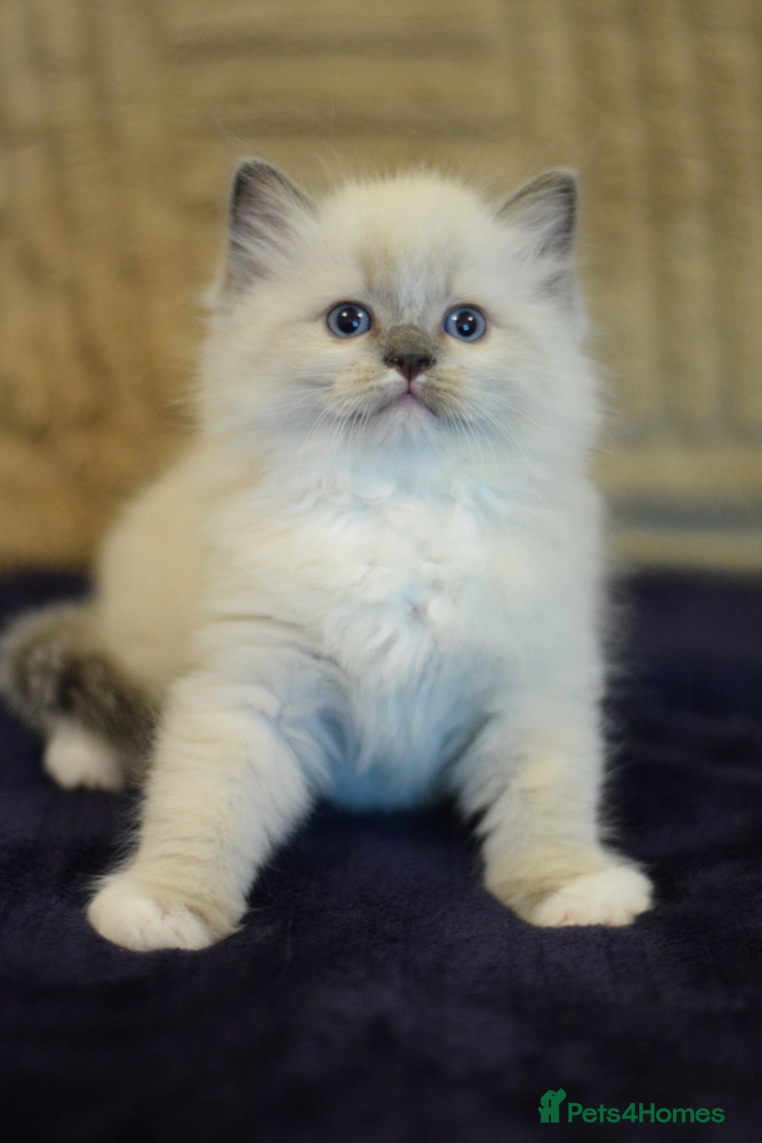 Ragdoll cats Beautiful Ragdoll kittens  - Advert 2