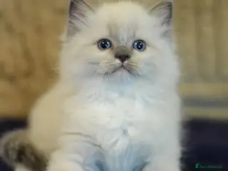 Ragdoll cats Beautiful Ragdoll kittens - Advert 2
