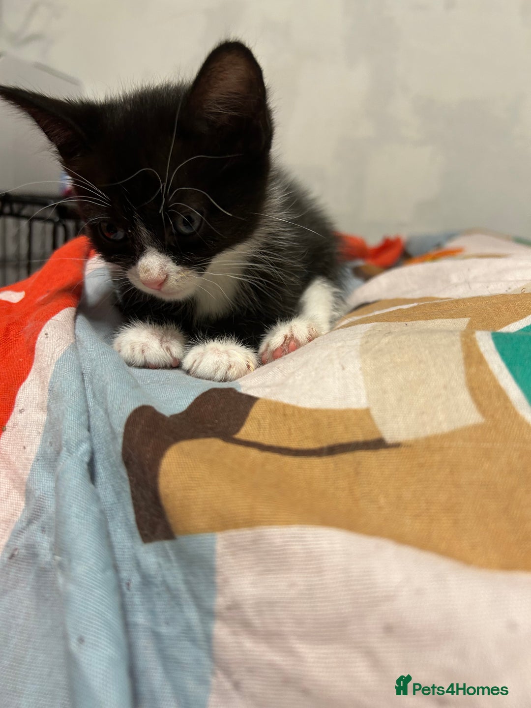 Mixed Breed cats for sale: Kittens are ready now 8 weeks old  - Advert 9