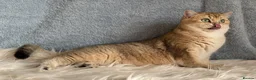 British Shorthair cats for sale: Beautiful British Shorthair Black Golden female  - Advert 4