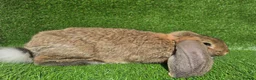 French Lop rabbits for sale: French lops 1 buck 2 does - Advert 6