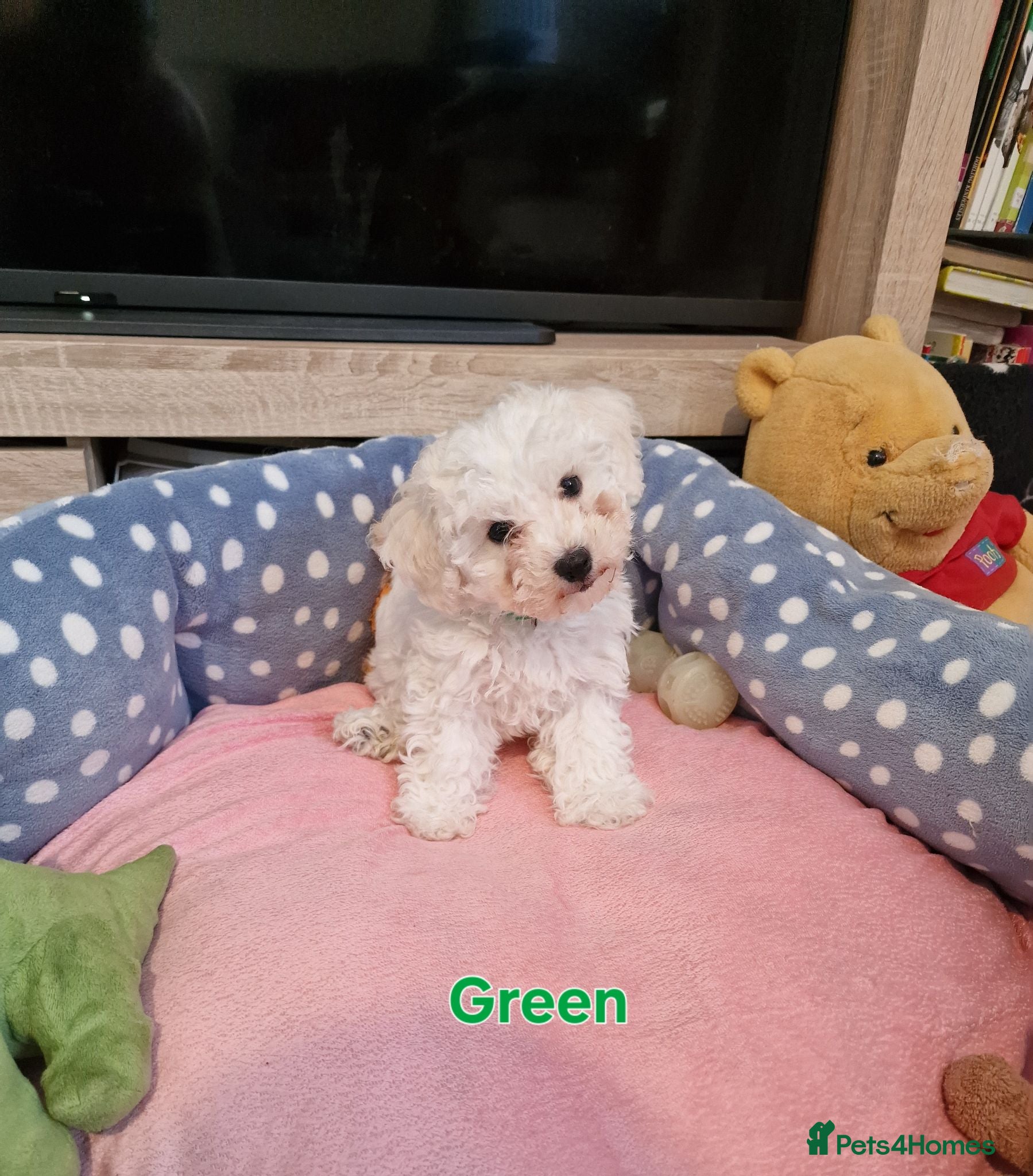 Bichon Frise dogs Bichon Frise Last Puppy – Champion Bloodline - Advert 2