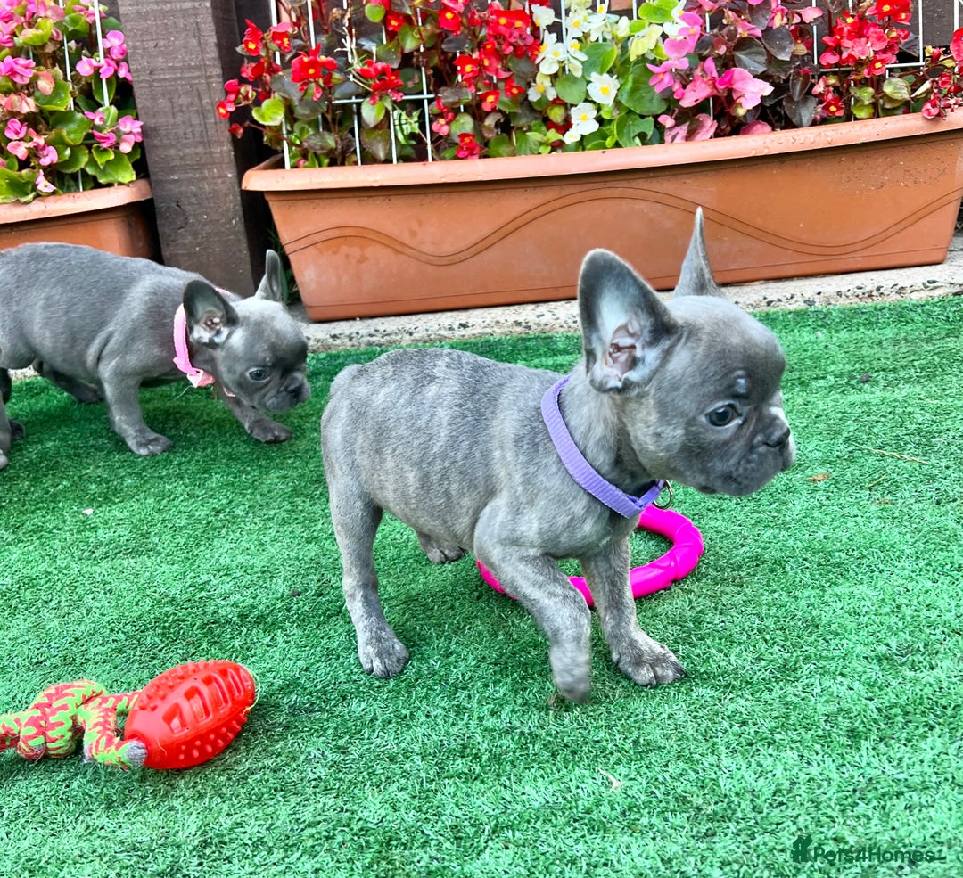 French Bulldog dogs for sale: Adorable Puppies Looking for a New Home! - Image 8