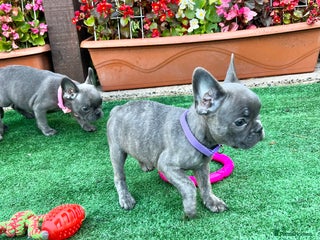French Bulldog dogs - Advert 25