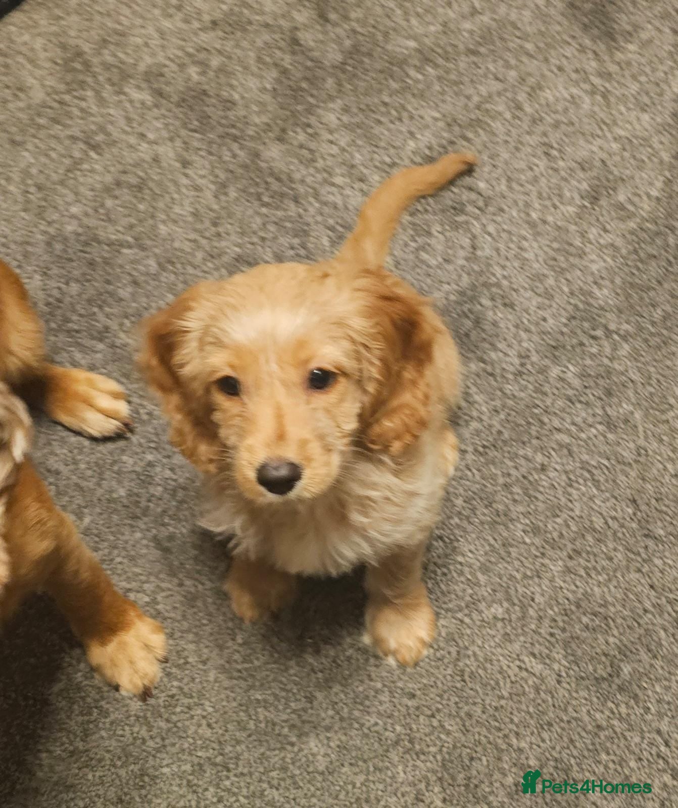 Cockapoo dogs Cockapoo puppy  - Advert 4