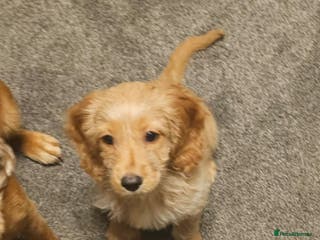 Cockapoo dogs Cockapoo puppy - Advert 4