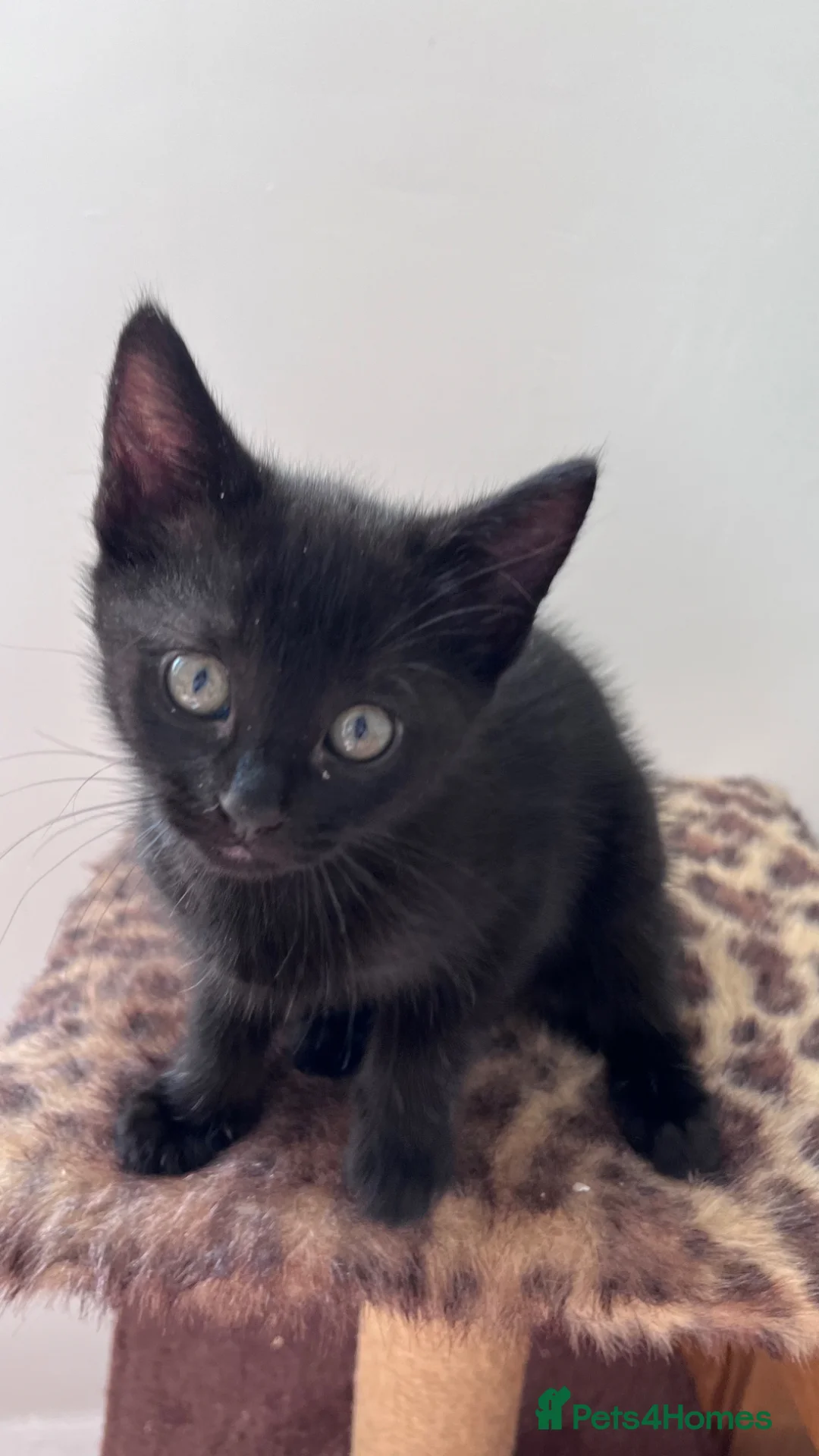 Mixed Breed cats for sale: Black mixed breed female kitten  in Newcastle upon Tyne - Advert 5