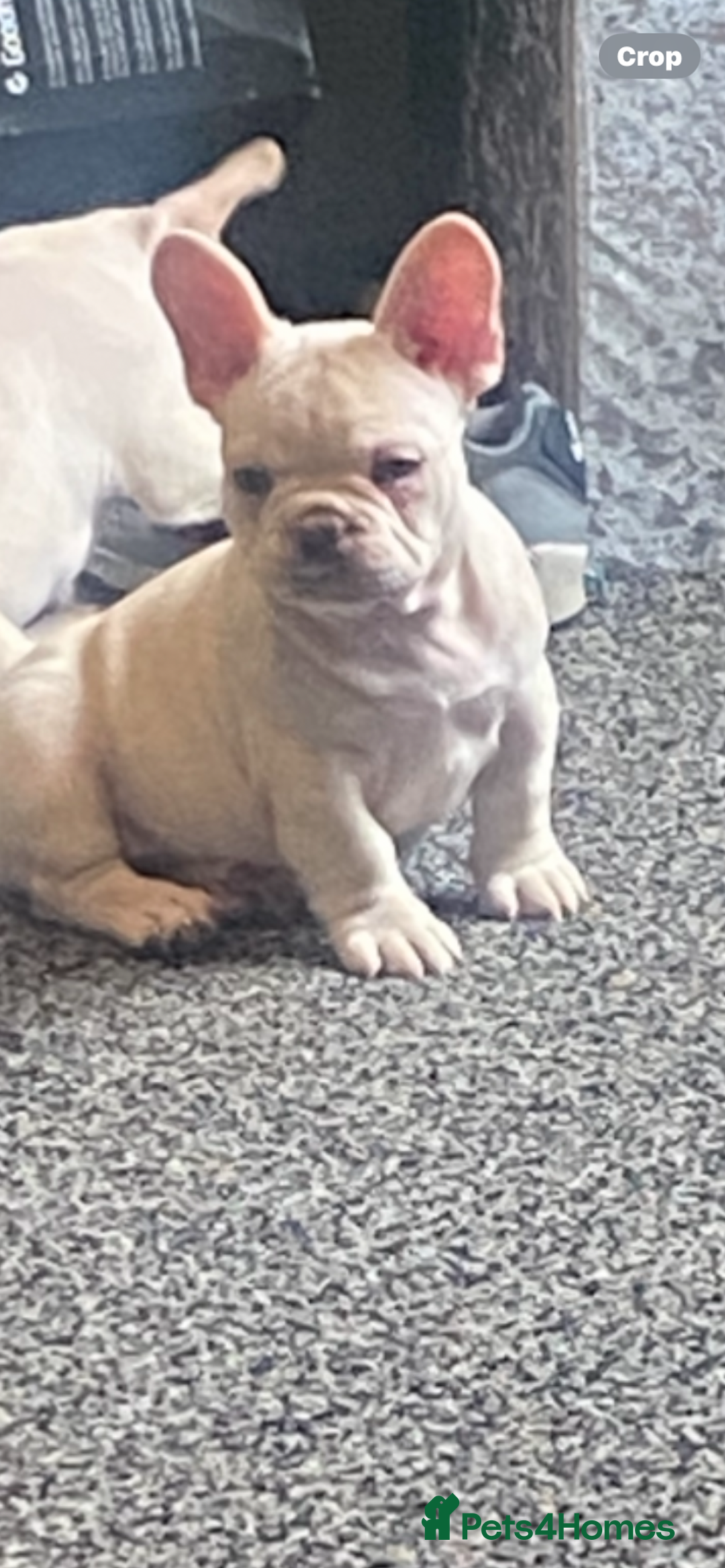 French Bulldog dogs for sale: French bulldog  - Advert 3