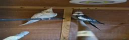 Cockatiels birds for sale: Cockatiel male female  - Advert 2